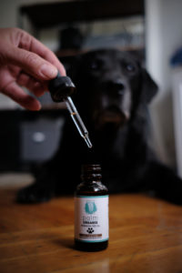 CBD oil for pets 2 scaled