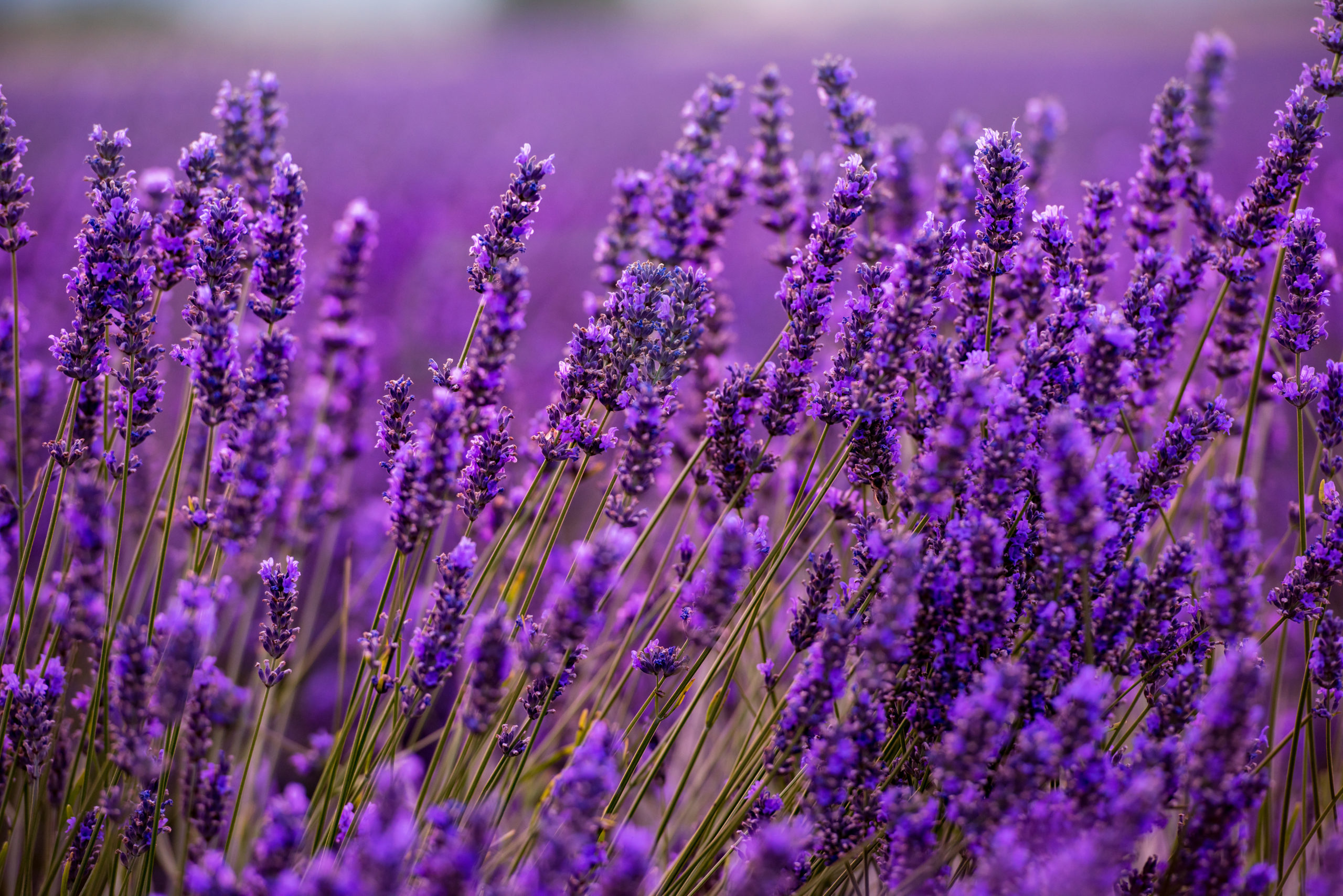 lavender-health-benefits
