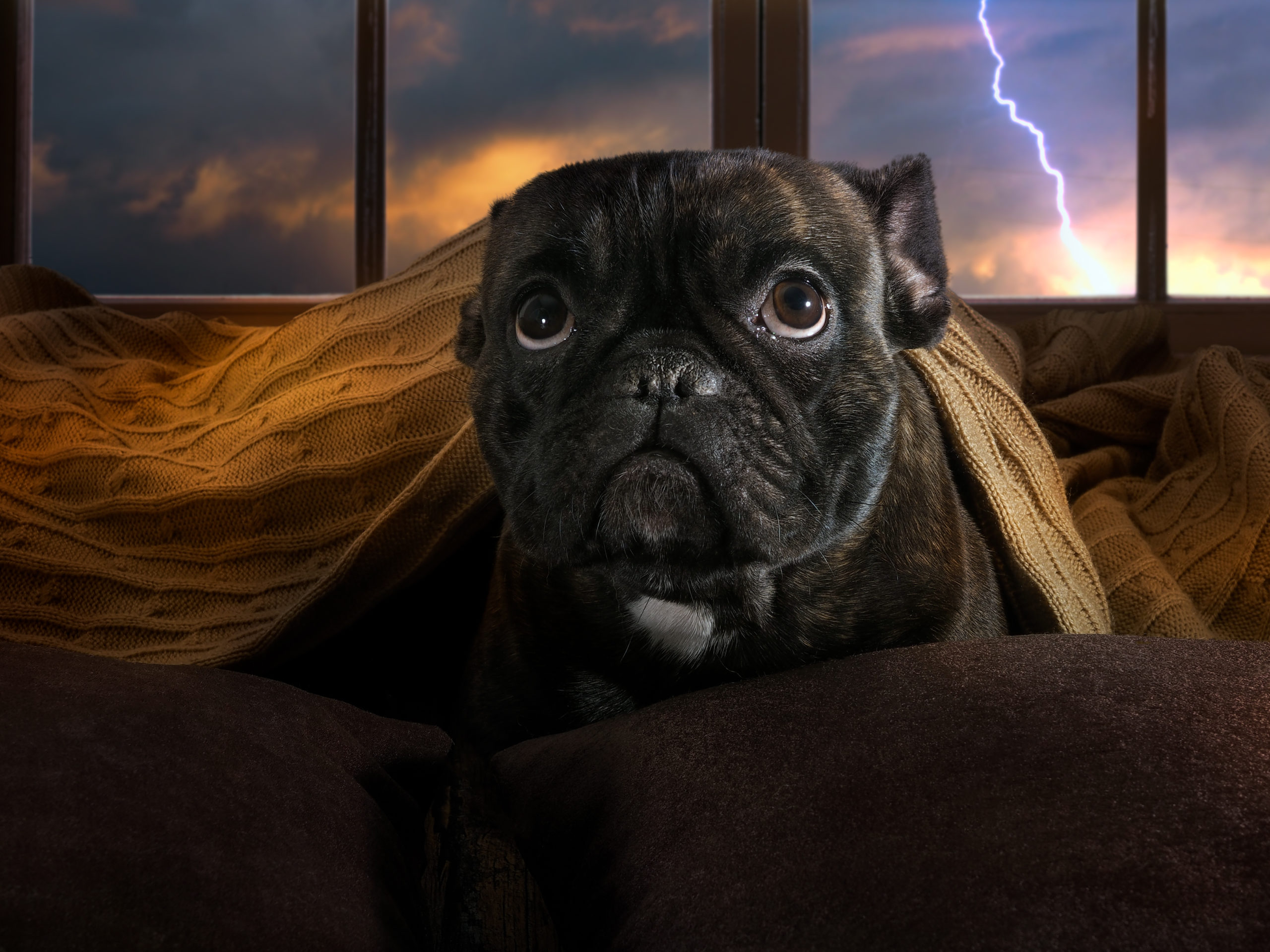 cbd-for-dogs-storm