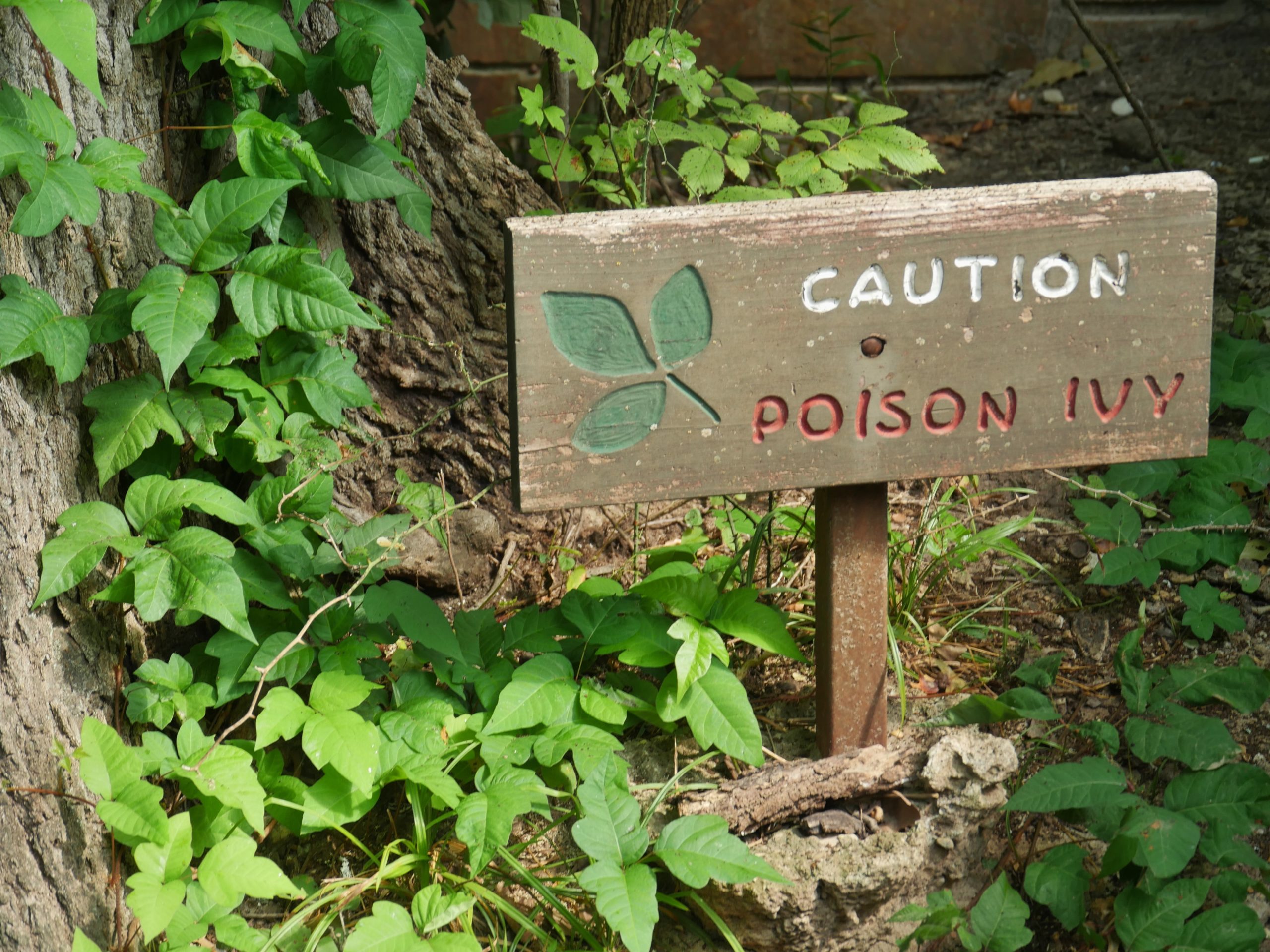 CBD for poison ivy